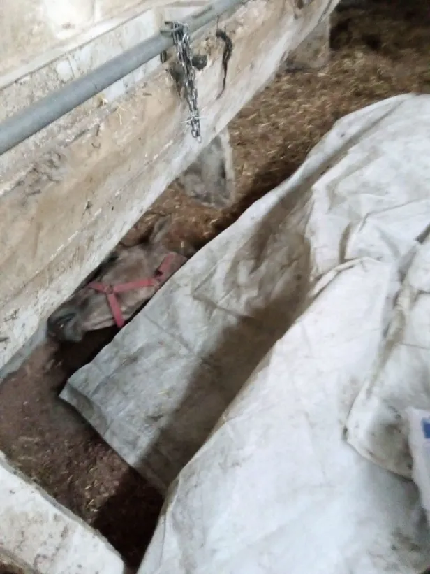 chpli-ibbnin-kayip-at-skandalinda-adalar-belediyesi-kayit-disi-ilac-kullanan-veteriner-mustafa-unu-korumaya-devam-etti-1622648969797.jpeg CHP'li İBB'nin kayıp at skandalında, Adalar Belediyesi kayıt dışı ilaç kullanan veteriner Mustafa Ün'ü korumaya devam etti!-4