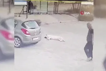 Yolda yatan köpeği ezen sürücü kamerada!