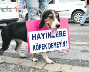 Köpeklerden FETÖ’cülere tepki