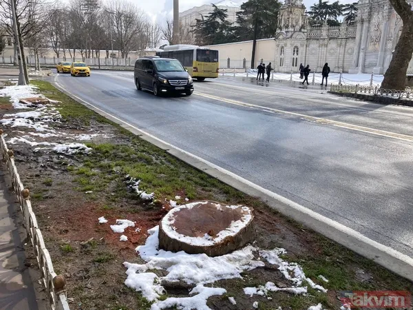 İBB'nin ağaç katliamı karşısında kafasını kuma gömenlere tepki! "Muhalefet keserse ağaçlar hasta, hükümet keserse doğa düşmanı..." - 17