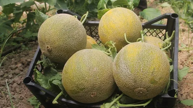 kavun-kabuklarini-sakin-atmayin-cope-atan-bin-pisman-oluyor-meger-kabugu-kendisinden-daha-faydaliymis-1695462960227.jpg Öyle bir etkisi ortaya çıktı ki dışı içinden daha faydalıymış! Kavun kabuklarını sakın çöpe atmayın!-2