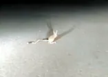 Kırmızı listede bulunan kanguru faresi Ankara'da görüntülendi!
