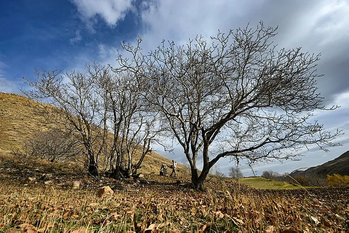 1-saatte-6-bin-tl-3-saatte-30-bin-tl-kazandi-ceviz-agacinin-kavugundan-cikardi-1-kilosu-ceyrek-altinin-tam-2-k-1701851761739.jpg Ceviz ağacının kavuğundan çıkardı! 1 saatte 6 bin TL, 3 saatte 30 bin TL kazandı! 1 kilosu çeyrek altının tam 2 katı-2