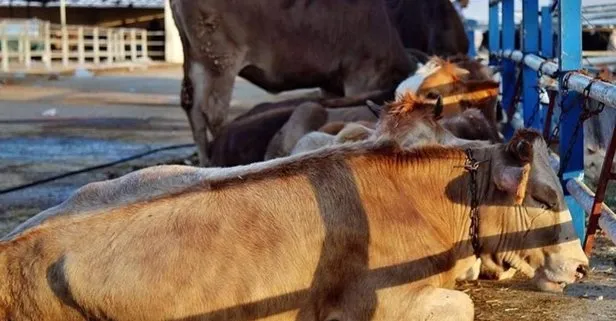 Van’da şap alarmı! Hayvan pazarı kapatıldı