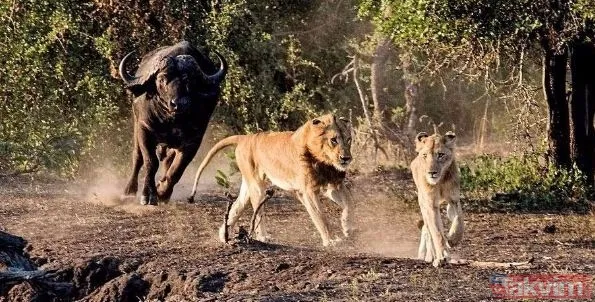 Ava giderken avlandı! Bir anda bufaloların arasında kalan aslanın zor anları (Aslan - Bufalo kavgası) - 10