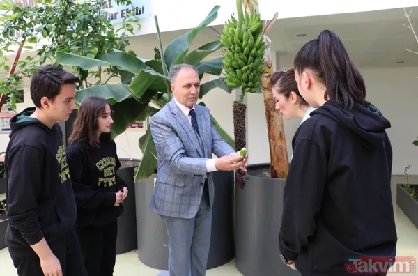 Ankara'da lise öğrencileri karasal iklimde muz avokado incir limon zeytin ve hurma yetiştiriyor - 9