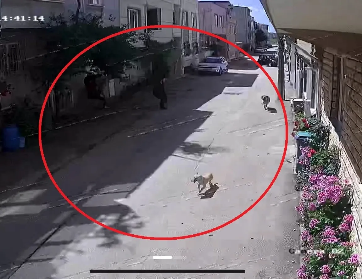 Bursa’da sokak köpeklerinin saldırdığı 3 çocuktan 2’si yaralandı: Olay anı kamerada