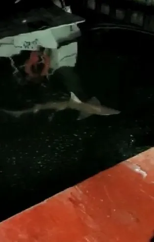 Haliç'te 2 metrelik köpek balığı! Misinayı koparıp kaçtı