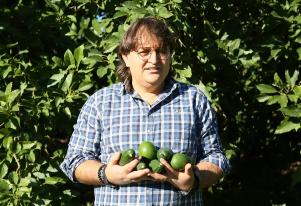 tanesi-15-tlye-kadar-satiliyor-turkiyede-avokado-uretimi-8-bin-tona-cikti-1638869765026.jpg Tanesi 15 TL'ye kadar satılıyor! Türkiye'de avokado üretimi 8 bin tona çıktı-4