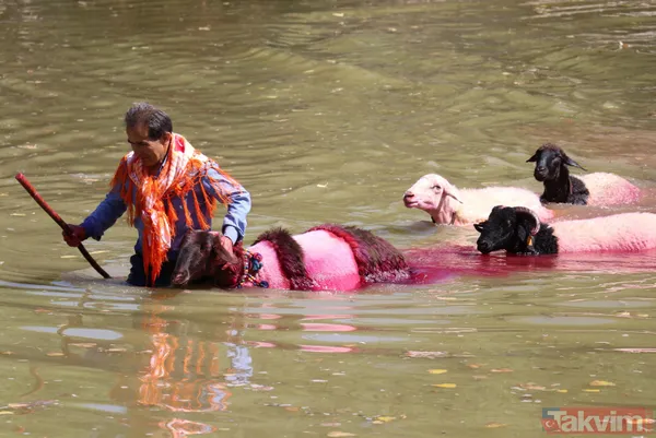 Denizli'de 8 asırlık gelenek! Koyunları Menderes Nehri'nden geçirdiler - 7