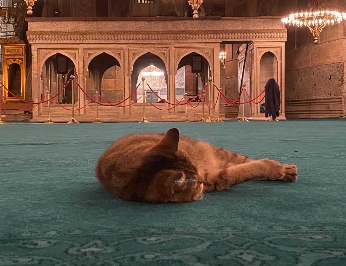 Gli, Ayasofya Camisi’ne kavuştu