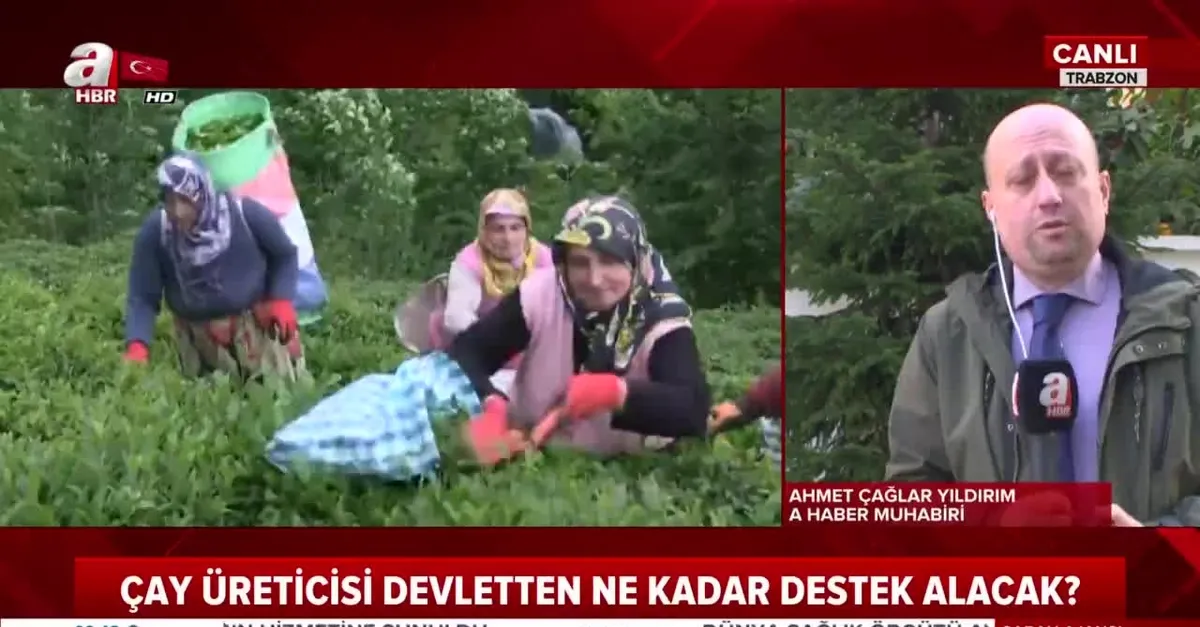 Yaş çay üreticilerine fark ödemesi desteği! Çay üreticisi devletten ne kadar destek alacak?