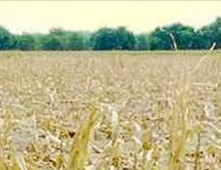 2050'lerde dünyayı bekleyen tehlike