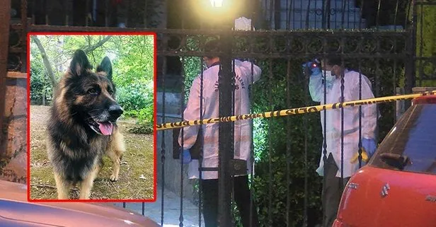 İstanbul’da eşini ısıran köpeği silahla vurarak öldüren adam gözaltına alındı
