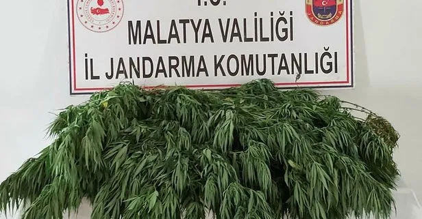 Malatya’da uyuşturucu operasyonu! Hazine alanına ekili 2 bin 200 kök hint keneviri ele geçirildi!