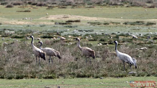 Türkiye'de 17 yıl sonra bir ilk! Telli turnalar yuva kurdu - 6