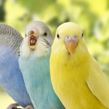 Muhabbet kuşları bakın aslen nereliymiş! Ailemizin cici kuşları sizi şoke edecek! Kimse bilmiyordu