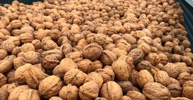 Cevizle göbeği eritin