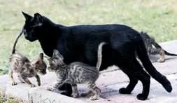 Sokak kedilerinin süt annesi...