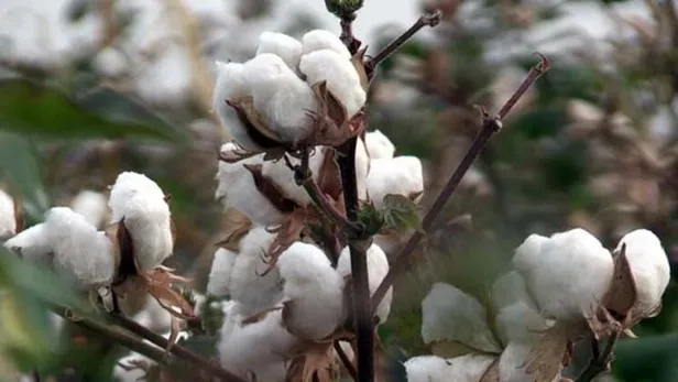 Valilikten üreticilere pamuğun temiz toplanması uyarısı-5