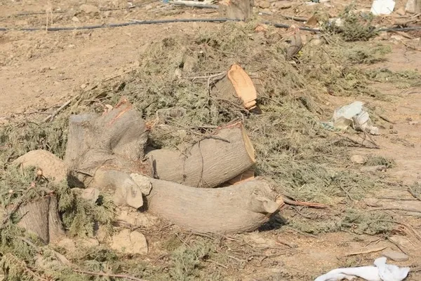 chpli-seferihisar-belediyesi-asirlik-agaclari-kokunden-kesti-agaclar-kurudu-yalanini-fotograflar-ortaya-cikadi-1665640906964.jpg CHP'li Seferihisar Belediyesi asırlık ağaçları kökünden kesti! 'Ağaçlar kurudu' yalanını fotoğraflar ortaya çıkardı-4