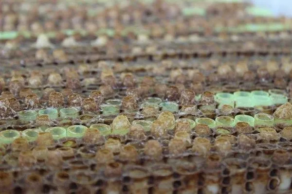 Kilogramı 4 bin TL'den satılıyor-7