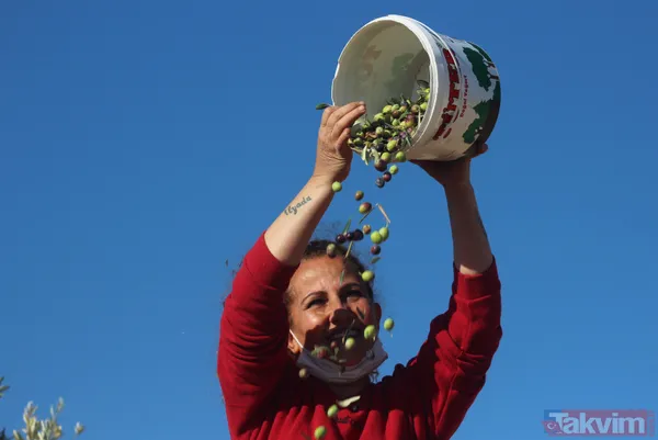 Her yıl 6 aylığına gittiği Kilis'ten dünyaya tonlarca zeytinyağı ihraç ediyor - 5