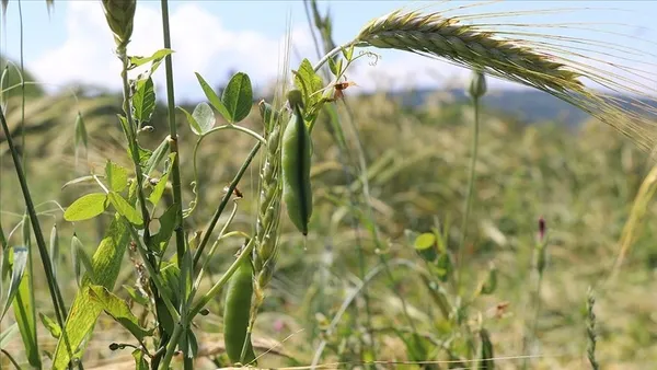 dolardaki-sert-dususun-ardindan-bir-indirim-de-yem-fiyatlarinda-1640147387466.jpg Dolardaki sert düşüşün ardından bir indirim de yem fiyatlarında-2
