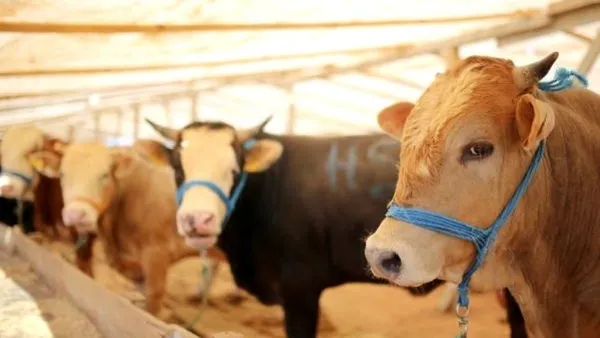 Zincir marketler kurbanlık satışı için kolları sıvadı: Küçükbaşlar 1490 TL-3