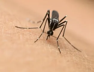 Sivrisineklerden doğal korunma yolları nelerdir?