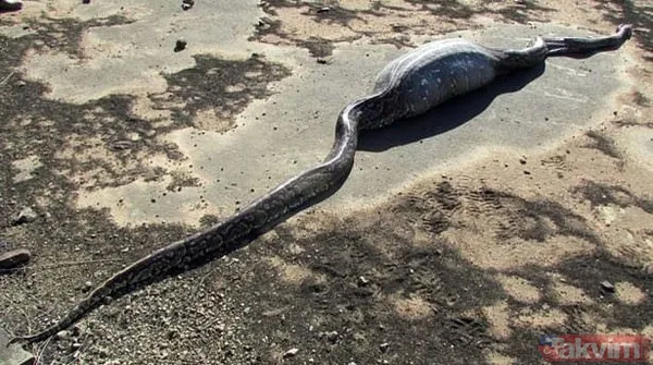 Duvarın içinden gelen seslerden ilallah etti sonunda paramparça etti! Gördükleri karşısında kalbi yerinden çıkacaktı - 14