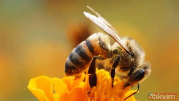 Şeytan Boynuzlu Yeni Tür: Megachile (Hackeriapis) Lucifer Curtin Üniversitesi'nden Araştırmacılar, Megachile (Hackeriapis) Lucifer Adı Verilen Bu Yeni Arı...