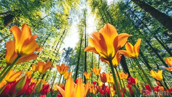 Hıdırellez'in Bereketi, Dilediğiniz Her Şeye Dönüşsün. Bayramınız Mübarek Olsun. Hıdırellez'e Kadar Bir Tutam, Sonrasında İse Bereketin Artarak Devam Etsin.