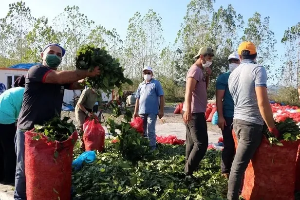 Ülkemizde oldukça bol bulunuyor... Ayda 5000 - 6000 TL kazanıyorlar!-6