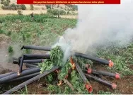 Son dakika: Diyarbakırda narkoterör operasyonunda 710 bin kök Hint keneviri ele geçirildi