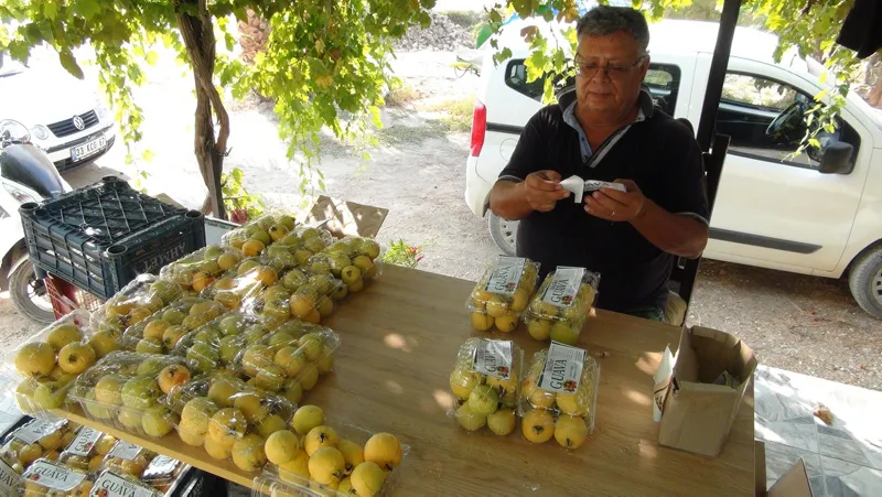 Türkiye'nin ilk guava üreticisi - 1