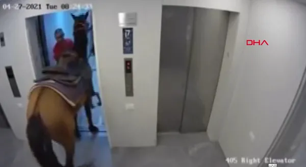 israilde-asansore-atini-bindirmek-isteyen-kisi-gozaltina-alindi-1619792165730.jpg İsrail'de asansöre atını bindirmek isteyen kişi gözaltına alındı-6