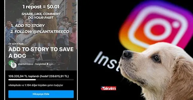 Save a dog bağışı nedir? Instagram ’Save A Dog’ bağışı nasıl yapılır? Yulin köpek yeme festivali nerede yapılacak?