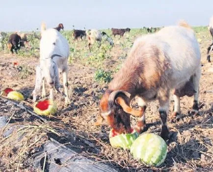 Karpuz keçilere yem oldu