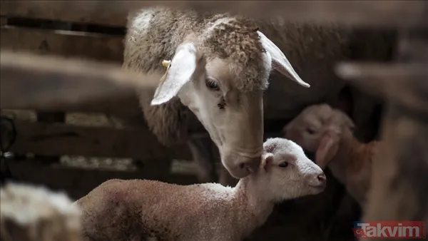 Hayvancılıkta yükseliş: TÜİK verilerine göre büyükbaş ve küçükbaşta rekor artış - 4