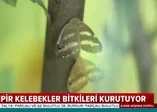 Vampir kelebekler İstanbul'u istila etti
