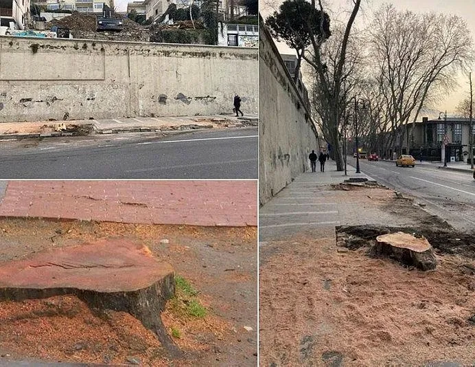 Çınarlar kanser değildi cahilce kestiler