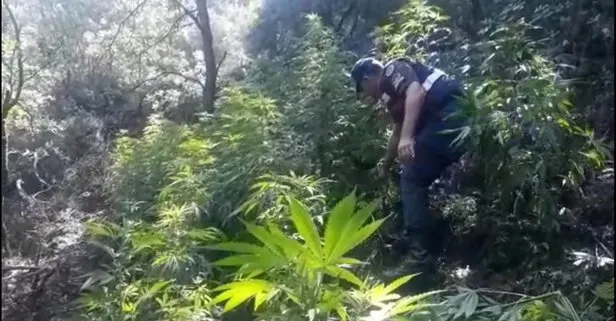 Manisa’da ormanlık araziyi uyuşturucu bahçesine çevirdiler