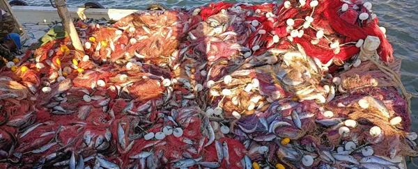 lufer-sezonu-bereketli-geciyor-bir-balikci-canakkale-bogazindan-15-bin-luferle-dondu-1633614864053.jpg Lüfer sezonu bereketli geçiyor! Bir balıkçı Çanakkale Boğazı'ndan 15 bin lüferle döndü-4