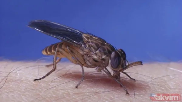 Bir ısırıkta gelen ölüm! Dünyanın en tehlikeli 10 böceği açıklandı - 10