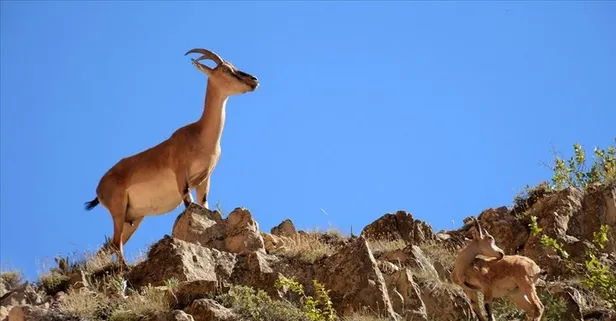 Kaçak yaban keçisi avına 420 bin TL ceza