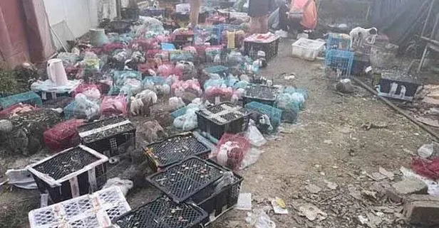 Çin’de canlı hayvanlara korkunç zulüm: 5 bin hayvan depoda ölü olarak bulundu