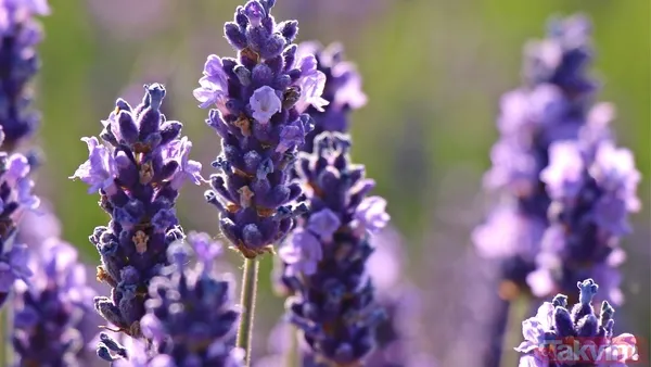 Sadece Sivrisineklere Karşı Değil, Aynı Zamanda Tahtakurusu, Pire Ve Benzeri Yazlık Haşerelere Karşı Da Etkili Olan Lavanta Yağı, Bilimsel Çalışmalarla Da...
