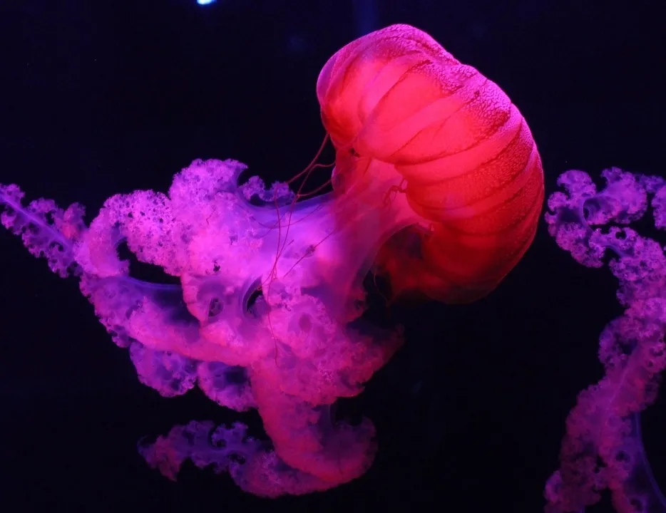 Tam 10 metre! Okyanusun devasa omurgasız avcısı: Suyun yüzeyine çıkınca sıvıya dönüşüyor