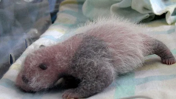 japonyada-erkek-zannedilen-panda-yavrusu-disi-cikti-1608890715861.jpg Japonya'da erkek zannedilen panda yavrusu dişi çıktı-2